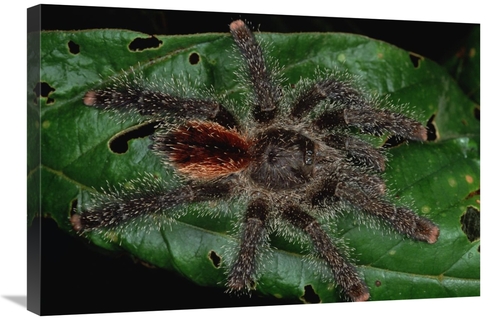 Global Gallery GCS-450797-2030-142 20 x 30 in. Tarantula Juvenile,