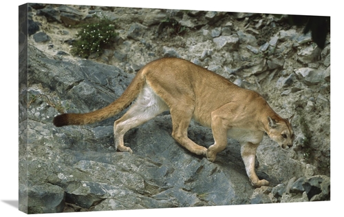 Global Gallery GCS-451743-2030-142 20 x 30 in. Mountain Lion Crossing 
