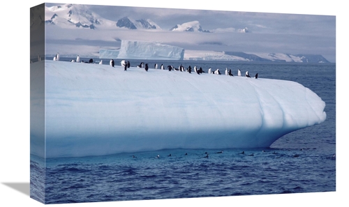 Global Gallery GCS-450635-1218-142 12 x 18 in. Chinstrap Penguin Group