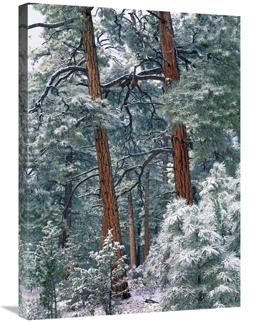 Global Gallery GCS-452162-30-142 30 in. Ponderosa Pine Forest After Fr