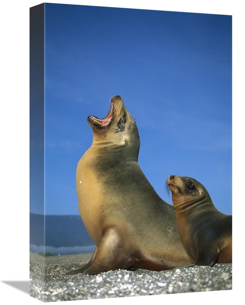 Global Gallery GCS-451756-1218-142 12 x 18 in. Galapagos Sea Lion Fema