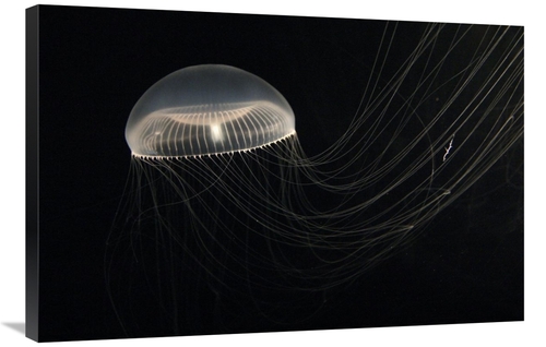 Global Gallery GCS-453556-2436-142 24 x 36 in. Crystal Jellyfish, 