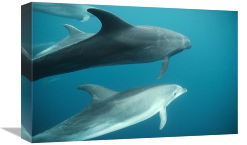 Global Gallery GCS-451140-1218-142 12 x 18 in. Bottlenose Dolphin Pod 