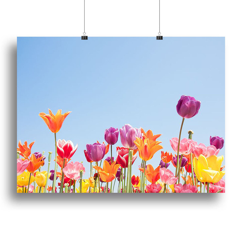 Beautiful coloured flowers Canvas Print or Poster