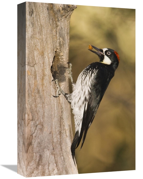 Global Gallery GCS-453356-1218-142 12 x 18 in. Acorn Woodpecker Female