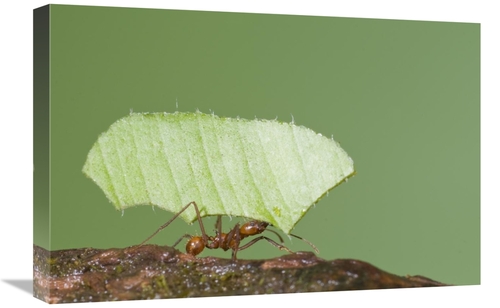 Global Gallery GCS-397306-1624-142 16 x 24 in. Leafcutter Ant Carrying