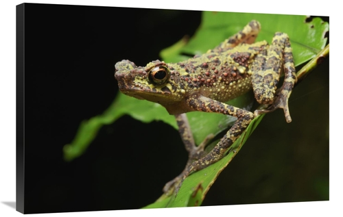 Global Gallery GCS-397579-2436-142 24 x 36 in. Bornean Rainbow Toad&#4