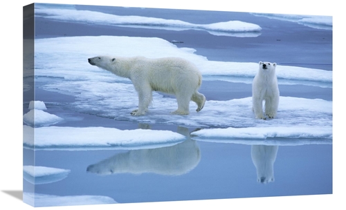 Global Gallery GCS-398250-1624-142 16 x 24 in. Polar Bear Pair on Ice 