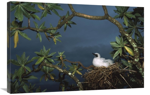 Global Gallery GCS-451677-2436-142 24 x 36 in. Red-Footed Booby Nestin