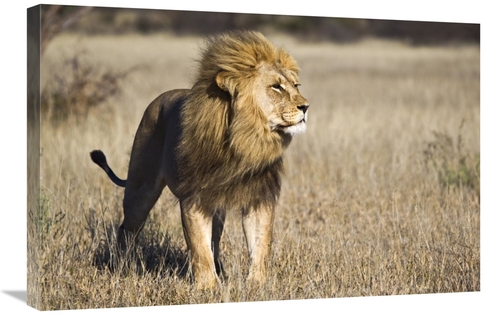 Global Gallery GCS-397435-2030-142 20 x 30 in. African Lion Male, 