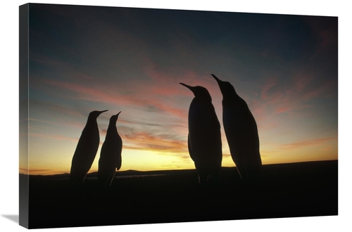 Global Gallery GCS-451112-30-142 30 in. King Penguins & Austral Summer