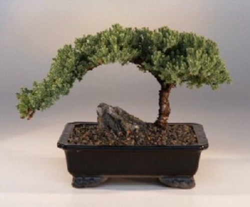 Juniper Bonsai Tree - Large(Juniper Procumbens "nana")