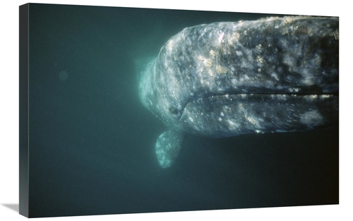 Global Gallery GCS-451694-2030-142 20 x 30 in. Gray Whale Curious Adul