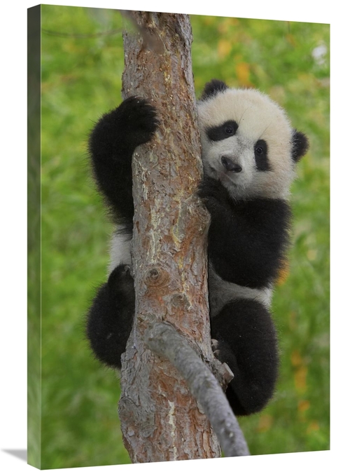 Global Gallery GCS-450863-2030-142 20 x 30 in. Giant Panda Cub in Tree