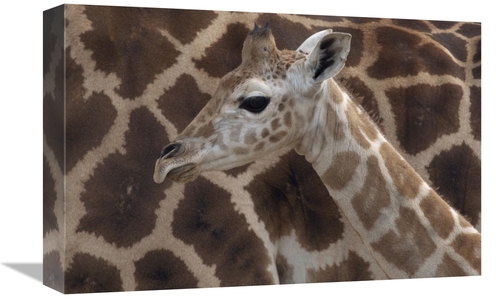 Global Gallery GCS-398144-1218-142 12 x 18 in. Rothschild Giraffe Calf