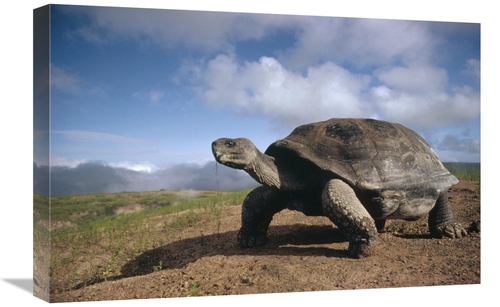 Global Gallery GCS-451325-1624-142 16 x 24 in. Galapagos Giant Tortois