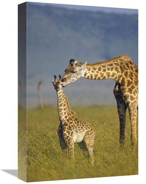 Global Gallery GCS-396083-1218-142 12 x 18 in. Masai Giraffe Mother & 
