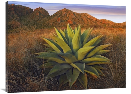 Global Gallery GCS-397178-3040-142 30 x 40 in. Agave Plants & Chisos M