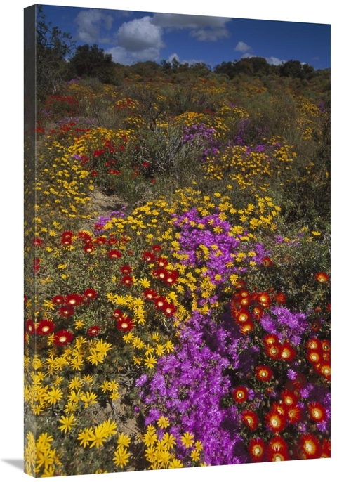 Global Gallery GCS-451830-2436-142 24 x 36 in. Dewflowers & Other Bloo