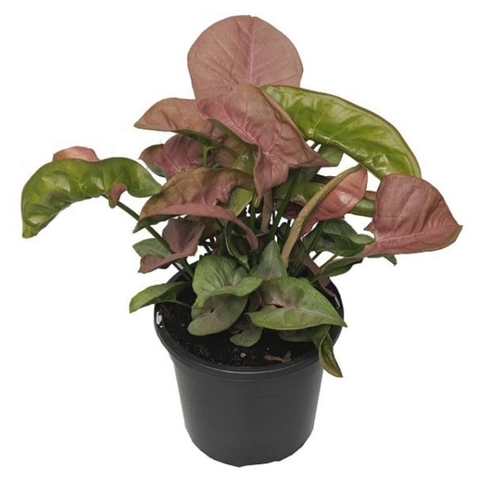 Artificial Houseplant for home decoration  (SIZE-10x10cm)