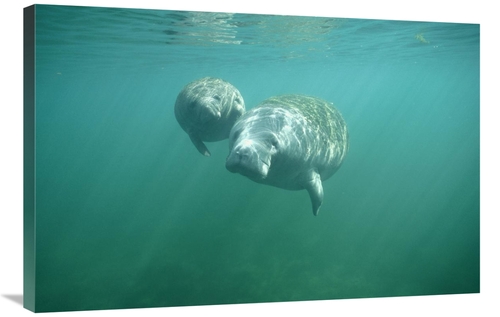 Global Gallery GCS-451064-2436-142 24 x 36 in. West Indian Manatee & Y