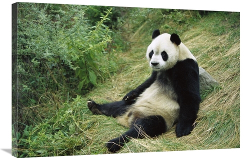 Global Gallery GCS-398074-2436-142 24 x 36 in. Giant Panda, Woolon