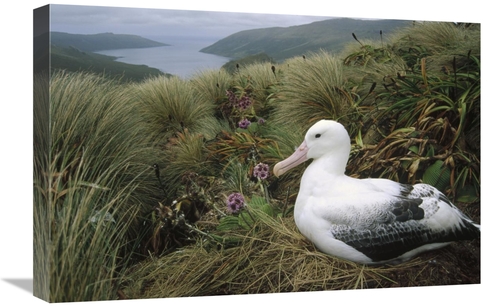Global Gallery GCS-451068-1624-142 16 x 24 in. Southern Royal Albatros