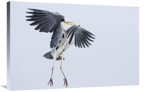 Global Gallery GCS-452607-2436-142 24 x 36 in. Grey Heron Landing,