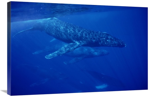 Global Gallery GCS-450992-2436-142 24 x 36 in. Humpback Whale Travelin