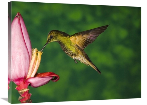 Global Gallery GCS-398309-2432-142 24 x 32 in. Buff-Tailed Coronet Hum