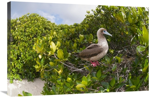 Global Gallery GCS-395641-2436-142 24 x 36 in. Red-Footed Booby Perchi