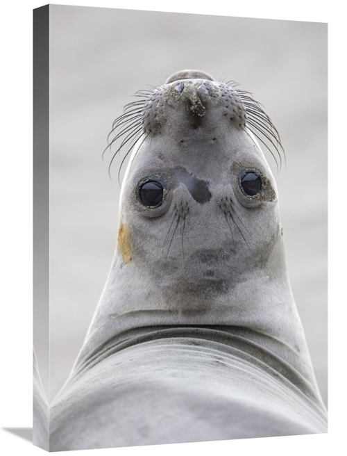 Global Gallery GCS-395300-1624-142 16 x 24 in. Northern Elephant Seal 