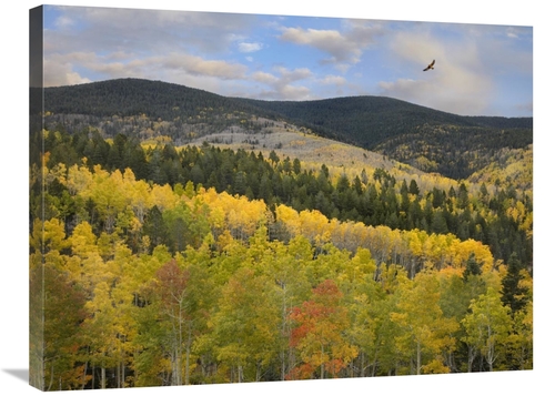 Global Gallery GCS-395950-2432-142 24 x 32 in. Coopers Hawk, Santa