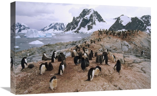 Global Gallery GCS-451261-1624-142 16 x 24 in. Adelie Penguin Rookery&