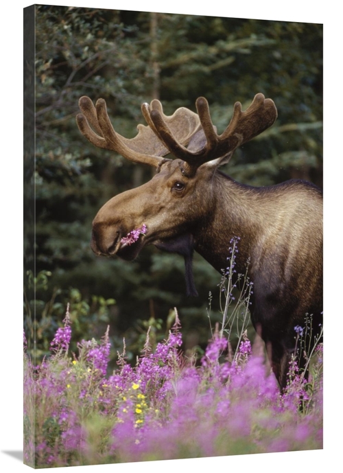 Global Gallery GCS-451904-2436-142 24 x 36 in. Alaska Moose Feeding on