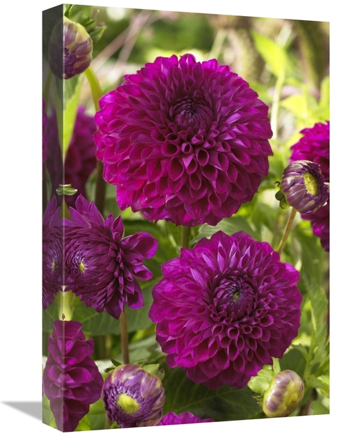 Global Gallery GCS-398379-1218-142 12 x 18 in. Dahlia Boom Boom Purple