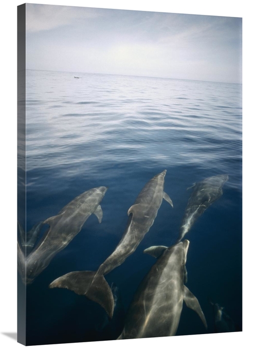 Global Gallery GCS-451100-2436-142 24 x 36 in. Bottlenose Dolphin Pod 