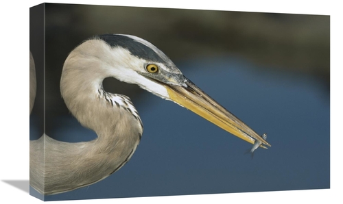 Global Gallery GCS-451767-1218-142 12 x 18 in. Great Blue Heron with J