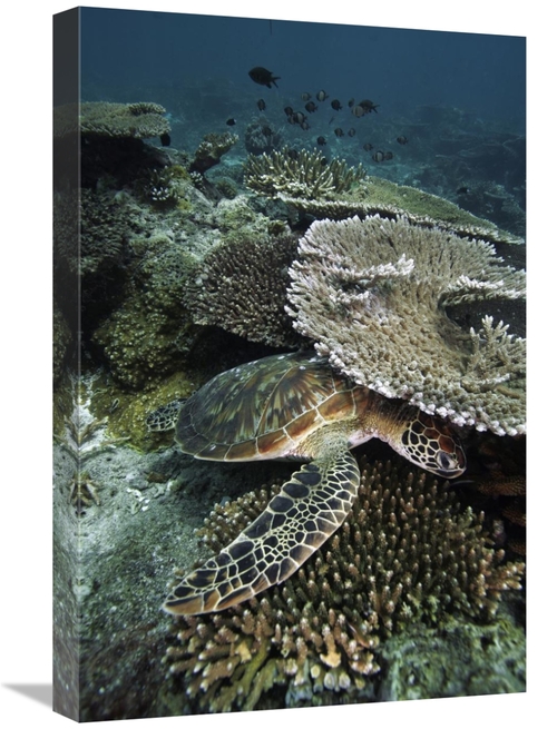 Global Gallery GCS-453563-1624-142 16 x 24 in. Green Sea Turtle on Cor