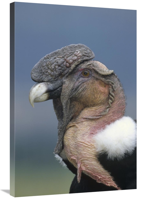 Global Gallery GCS-451234-2436-142 24 x 36 in. Andean Condor Male,