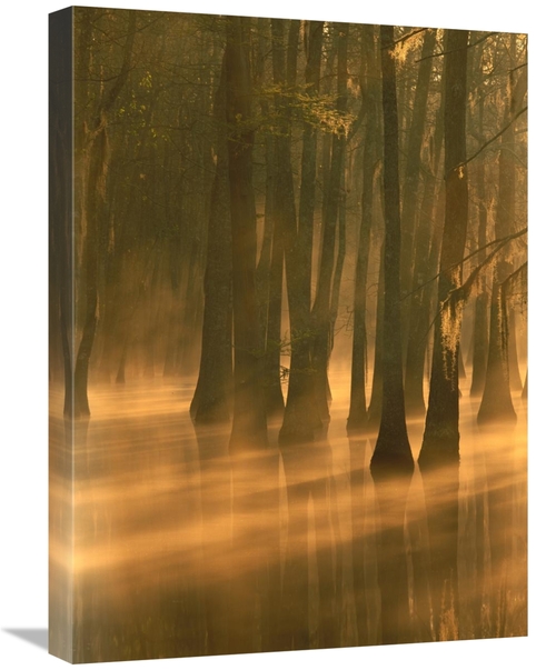 Global Gallery GCS-452057-1824-142 18 x 24 in. Bald Cypress Swamp,