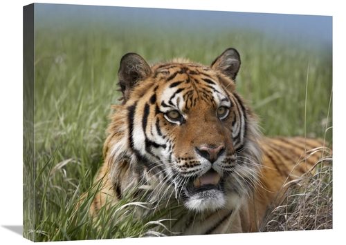 Global Gallery GCS-452259-1824-142 18 x 24 in. Siberian Tiger Portrait