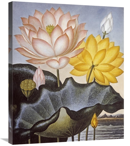 Global Gallery GCS-268586-30-142 30 in. Sacred Egyptian Bean Art Print