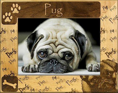 Giftworks Plus DBA0138 Pug- Alder Wood Frame- 8 x 10 In