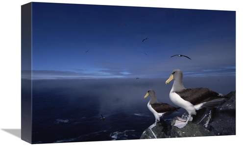 Global Gallery GCS-451775-1218-142 12 x 18 in. Chatham Albatross Pair 