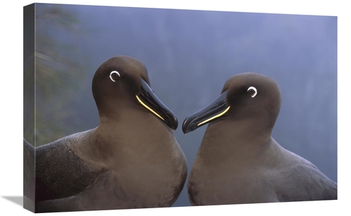 Global Gallery GCS-451797-1624-142 16 x 24 in. Sooty Albatross, Go