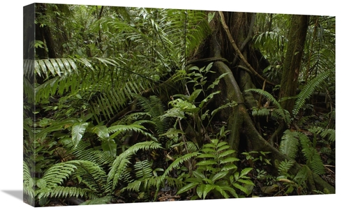 Global Gallery GCS-397946-1624-142 16 x 24 in. Buttress Roots & A Vari