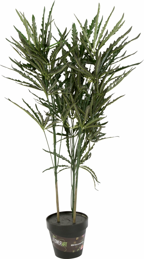 Dizygotheca Elegantissima In Pot 90cm False Aralia