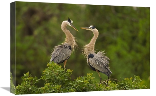 Global Gallery GCS-453345-1624-142 16 x 24 in. Great Blue Heron Pair I