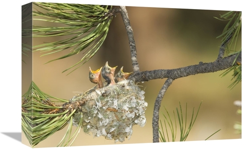 Global Gallery GCS-453351-1218-142 12 x 18 in. Plumbeous VIreo Begging